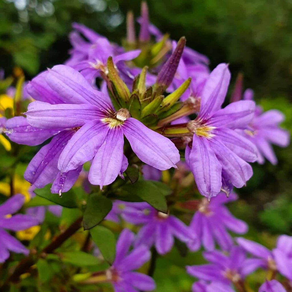 Scaevola aemula 2