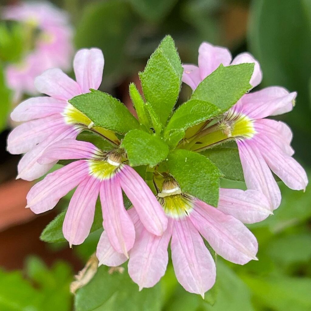 Scaevola aemula 3