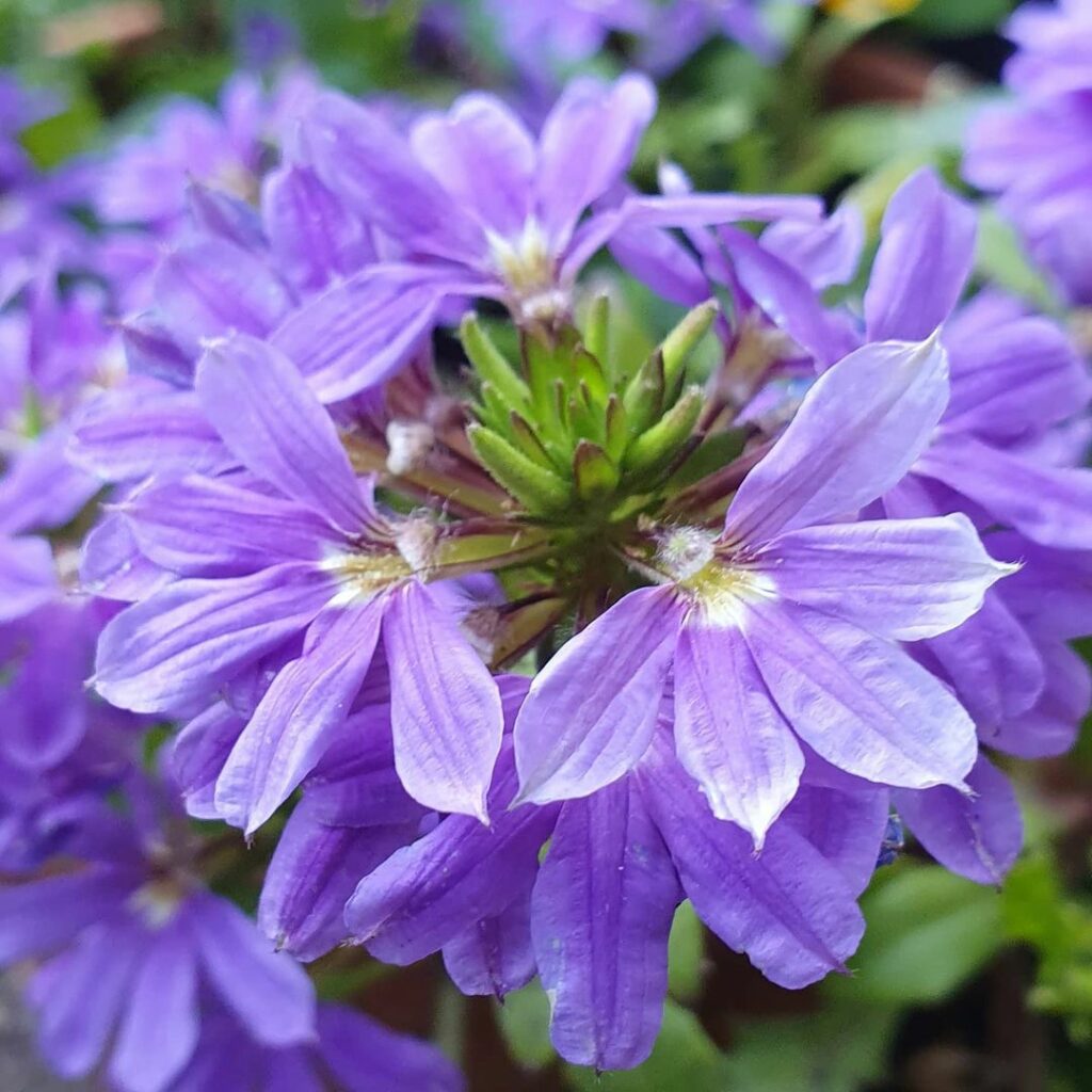 Scaevola aemula 4