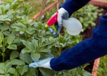 adubação foliar