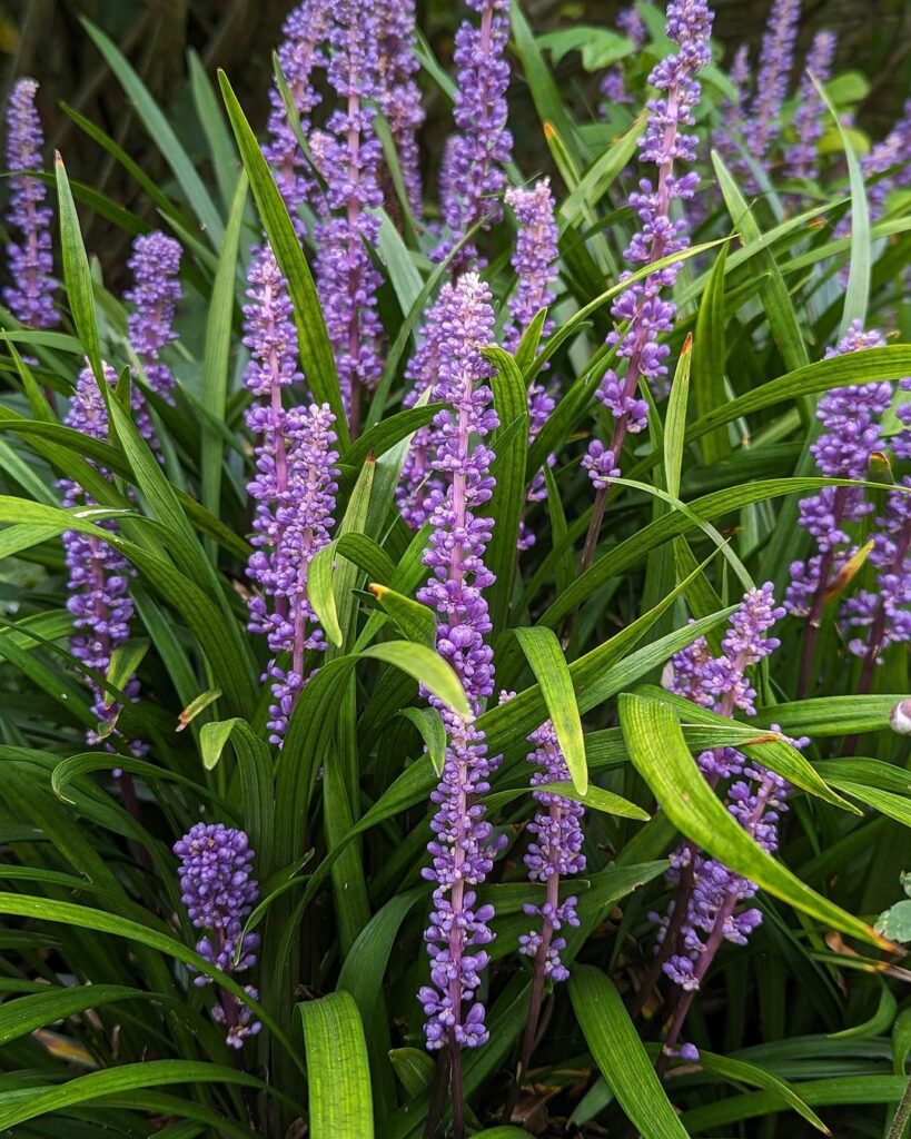 Barba-de-serpente: a planta versátil e ornamental para embelezar qualquer jardim