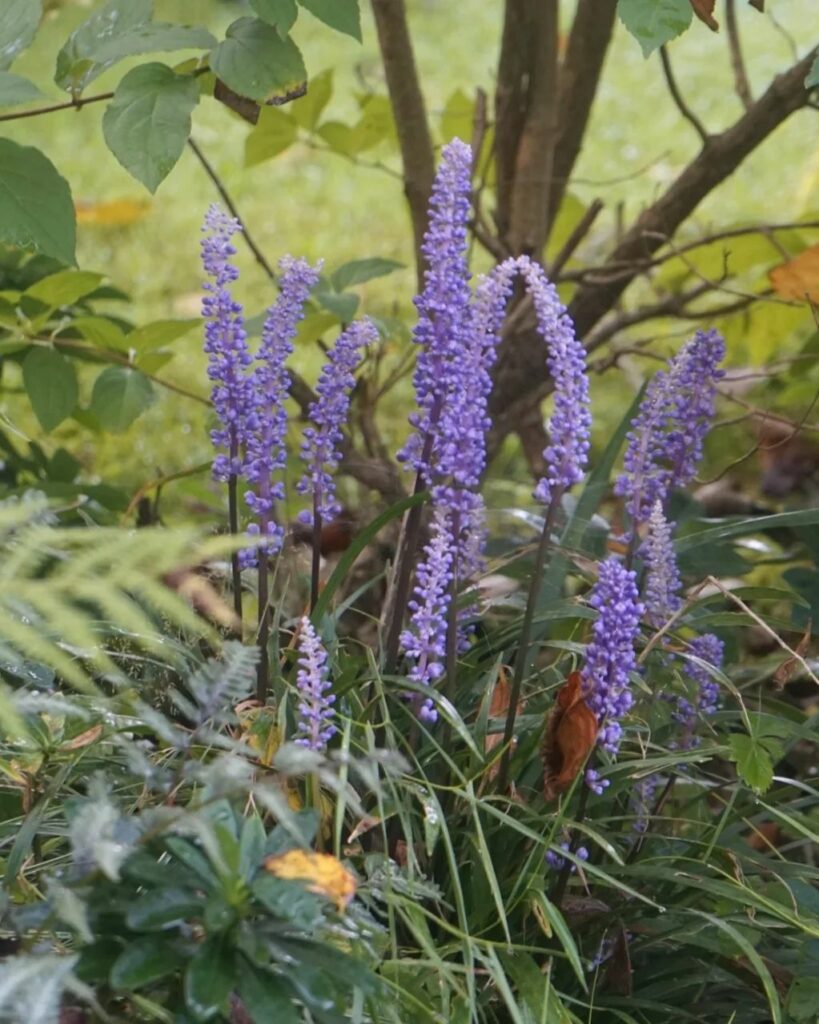 Barba-de-serpente: a planta versátil e ornamental para embelezar qualquer jardim