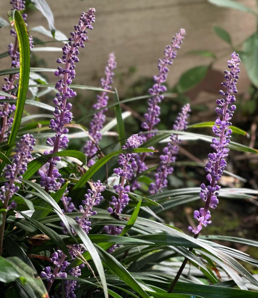 Barba-de-serpente: a planta versátil e ornamental para embelezar qualquer jardim