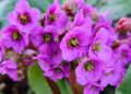 bergenia