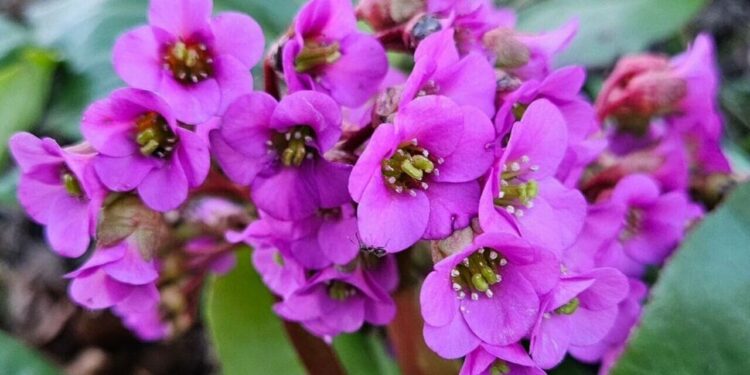 bergenia