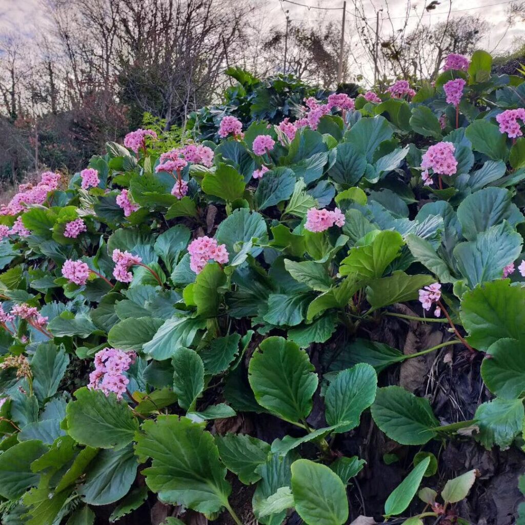 bergenia 2