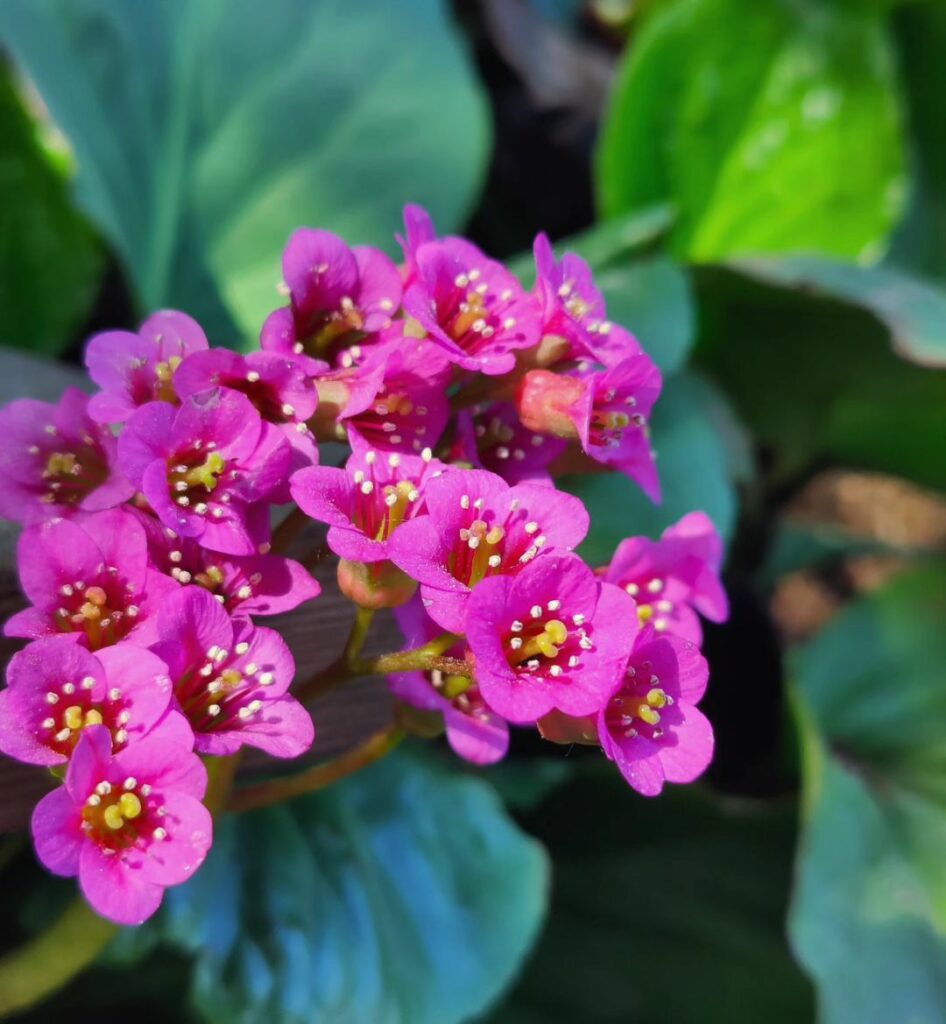 bergenia 3