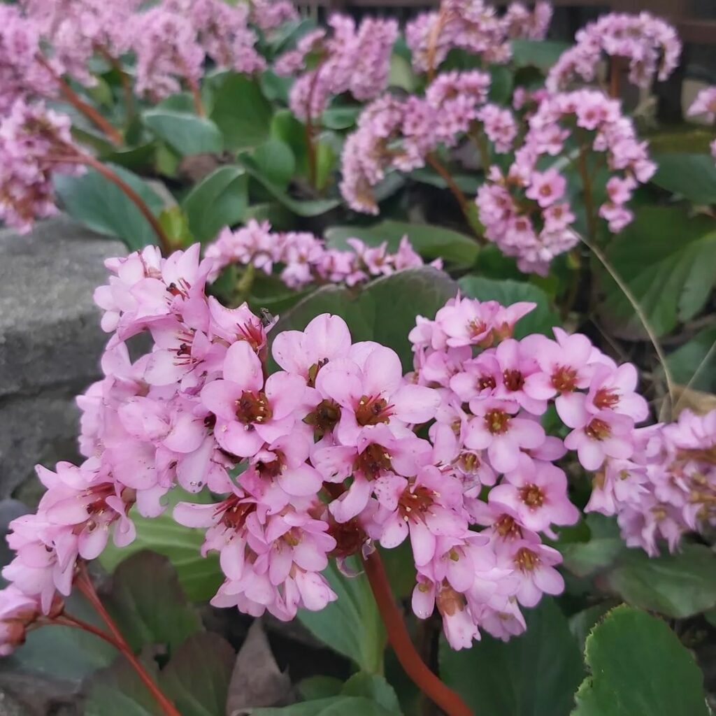 bergenia 4