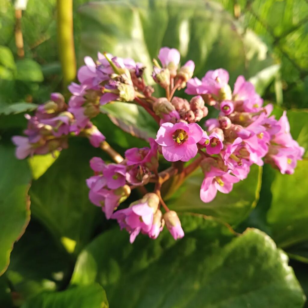 bergenia 5