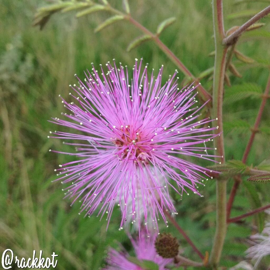 bracatinga rosea 3