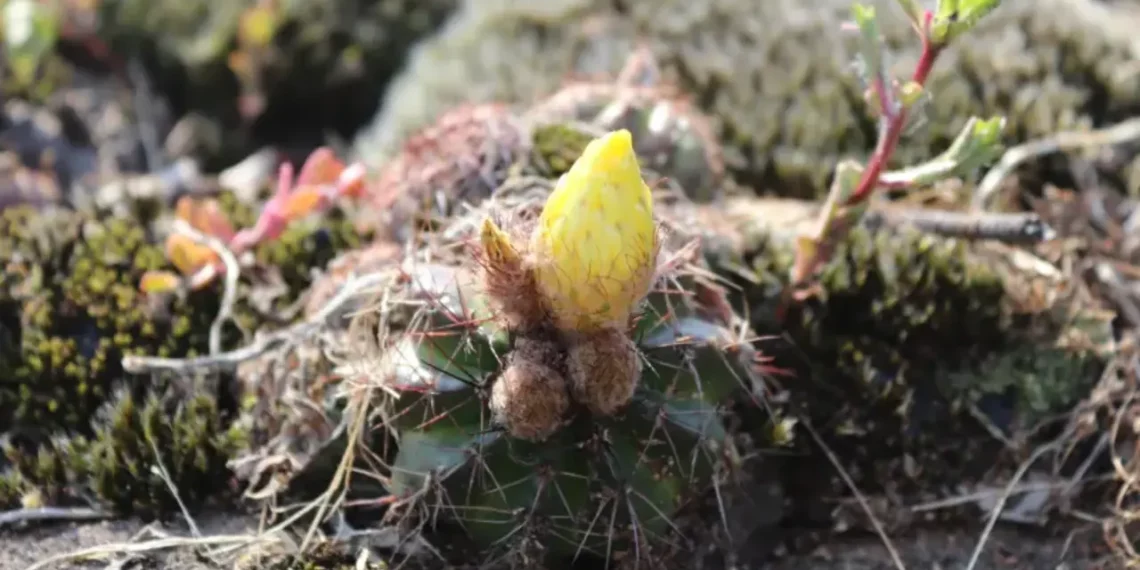 Cactário Büneker em Garibaldi: Florescimento Encantador Marca Novo Capítulo na Preservação
