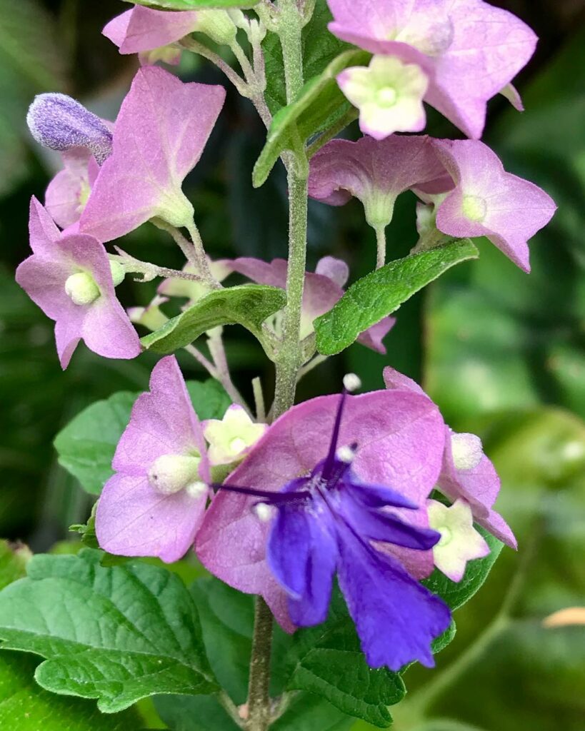 chapeu chinnes roxo 4