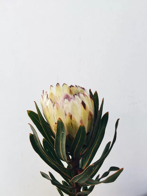 colunas flo atelier protea65