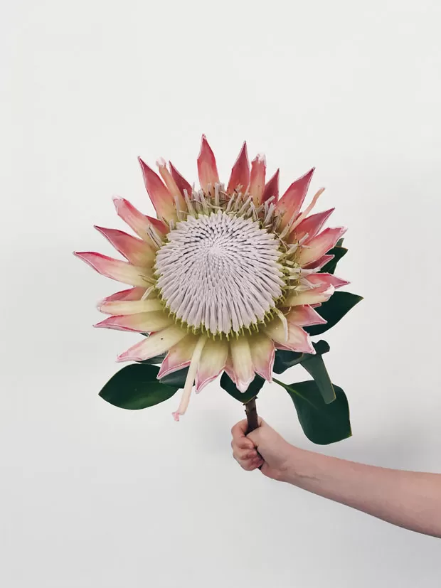 colunas flo atelier protea67