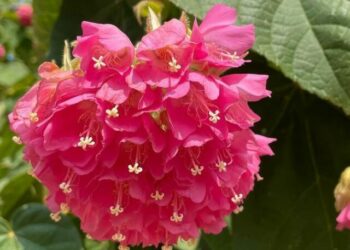 cropped-Dombeya-wallichii-3.jpg