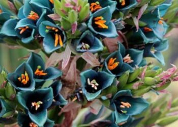 cropped-Puya-alpestris-2.jpg