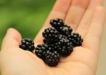 amora