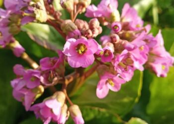 cropped-bergenia-5.jpg