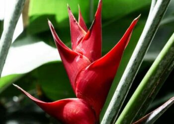 cropped-brasil-plantas-1.jpg