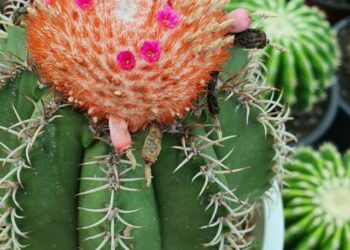 cropped-cacto-frade-4.jpg