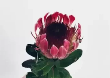 protea