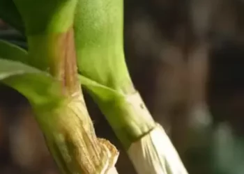 orquidea dormencia