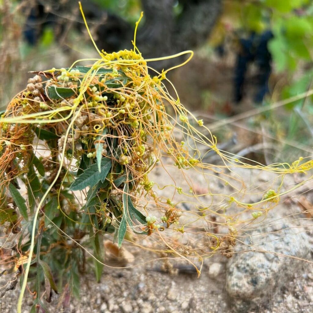 Cuscuta spp - fios-de-ovos