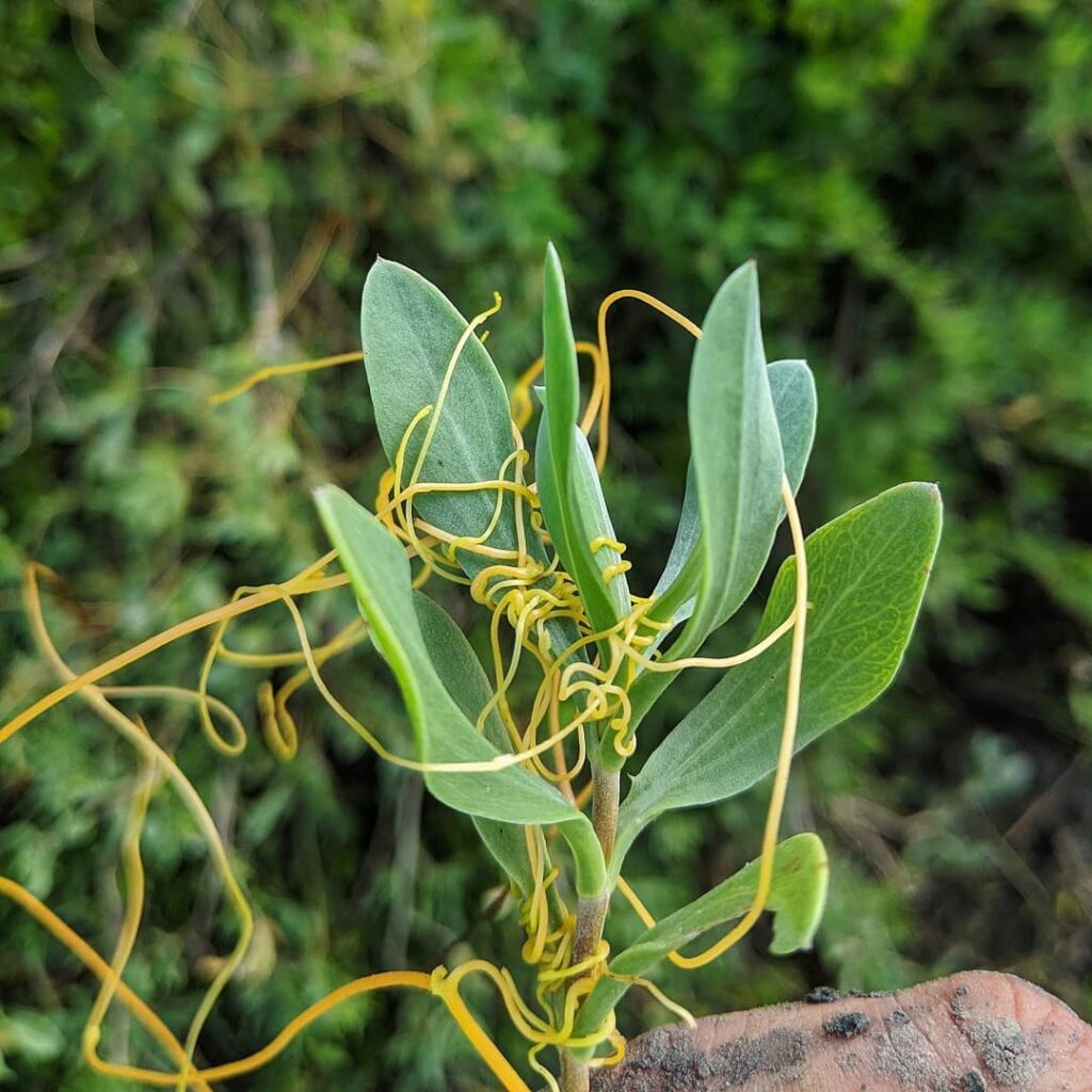 Cuscuta spp - fios-de-ovos