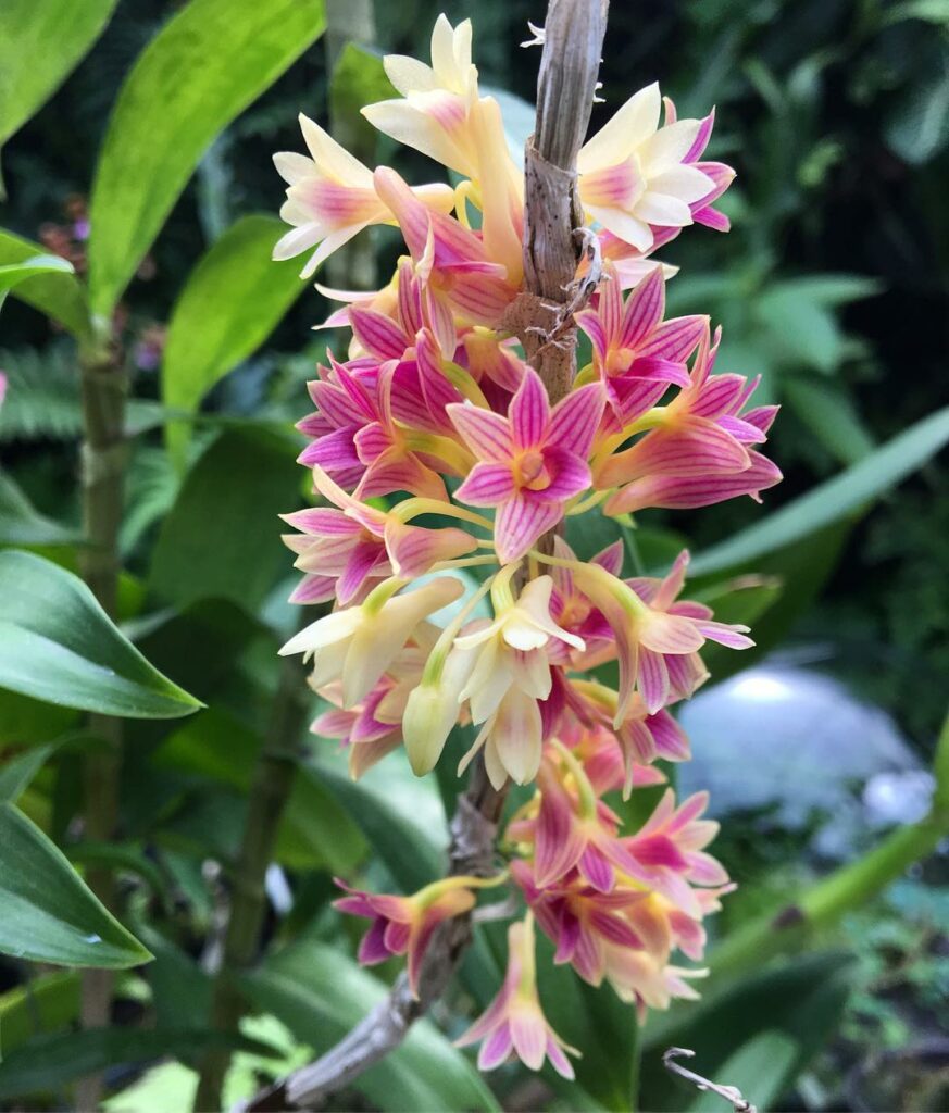 dendrobium usitae 4