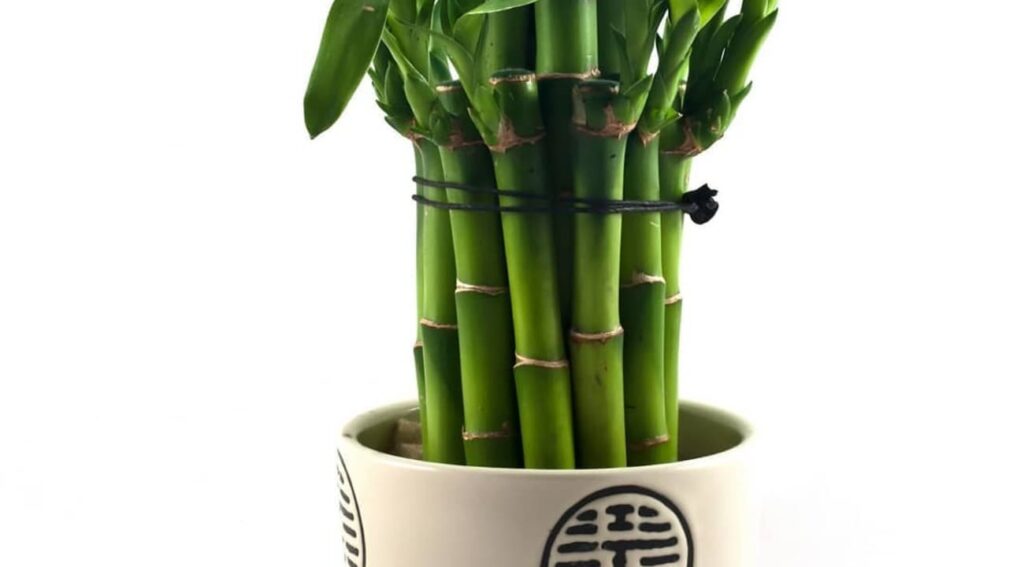 dracena sanderiana