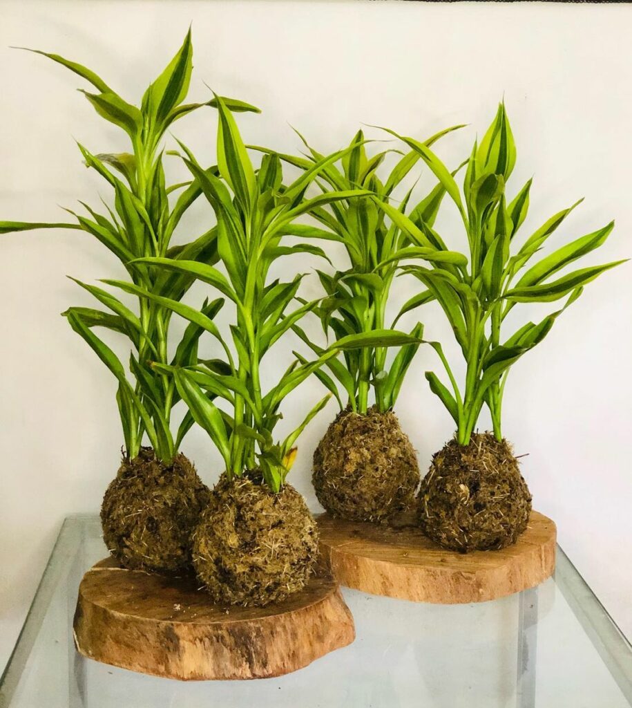 Dracaena sanderiana