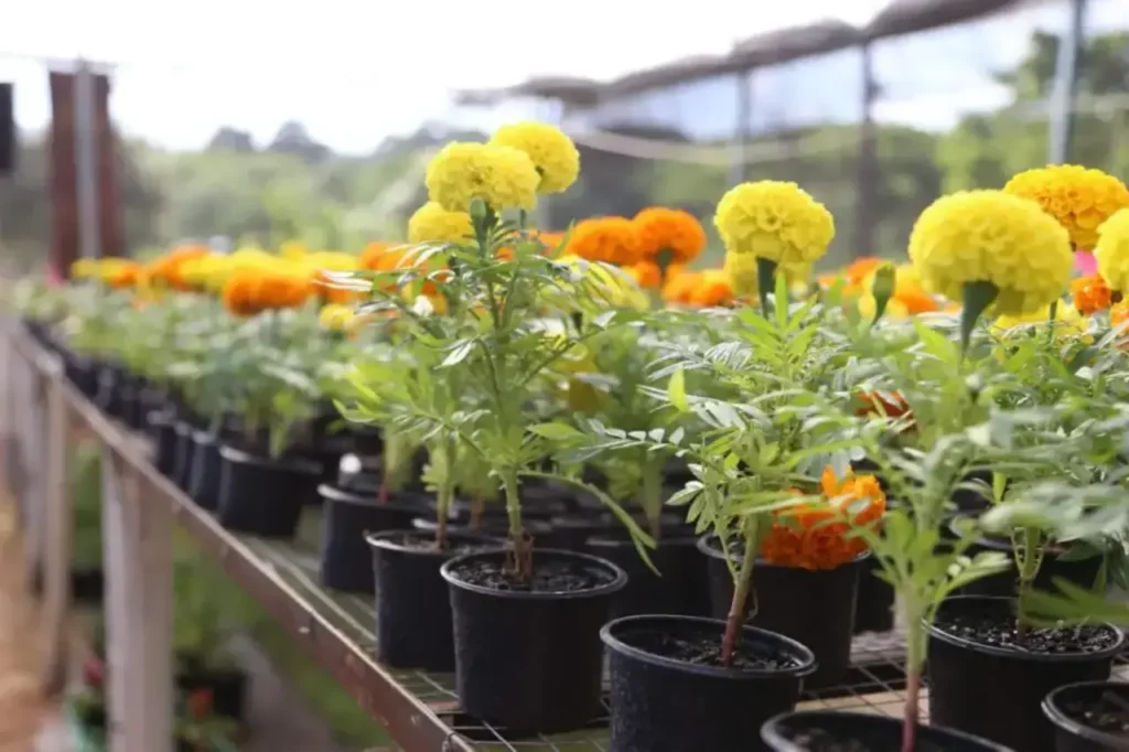 festa das flores