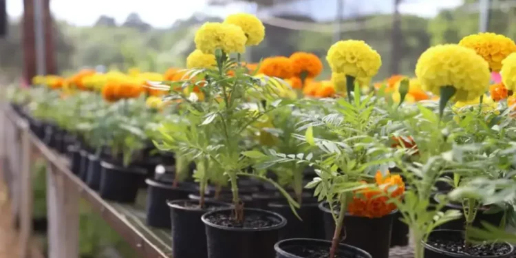 festa das flores