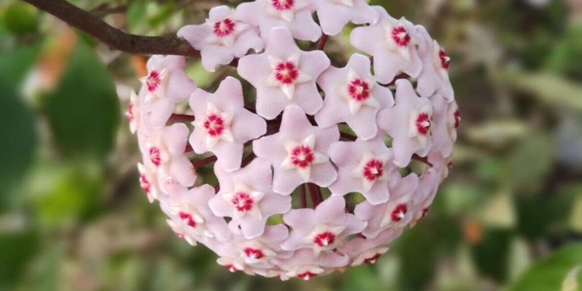 Como estimular a floração da flor-de-cera? Especialistas compartilham 5 dicas para uma floração vigorosa.