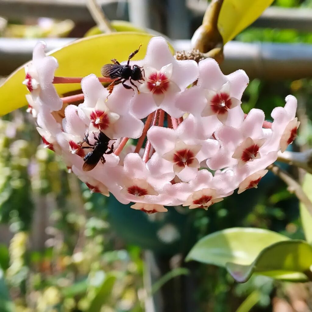 flor de cera 3