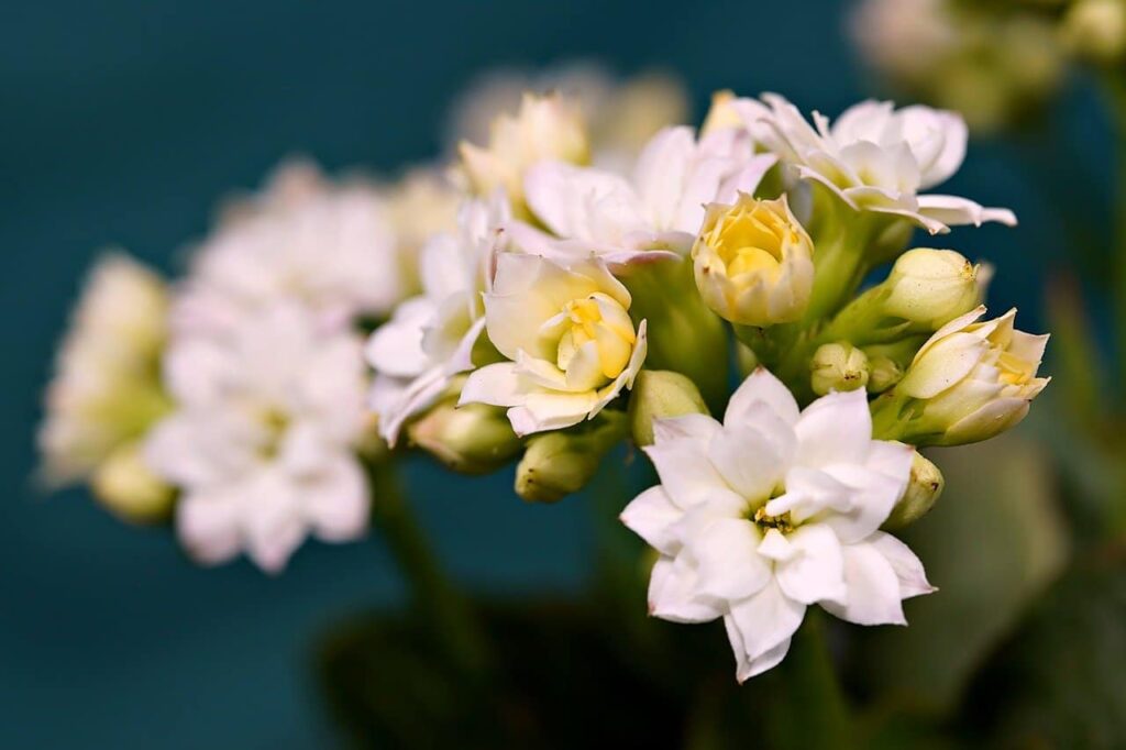 flor kalanchoe