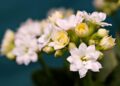 flor kalanchoe