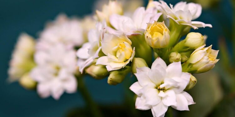 flor kalanchoe