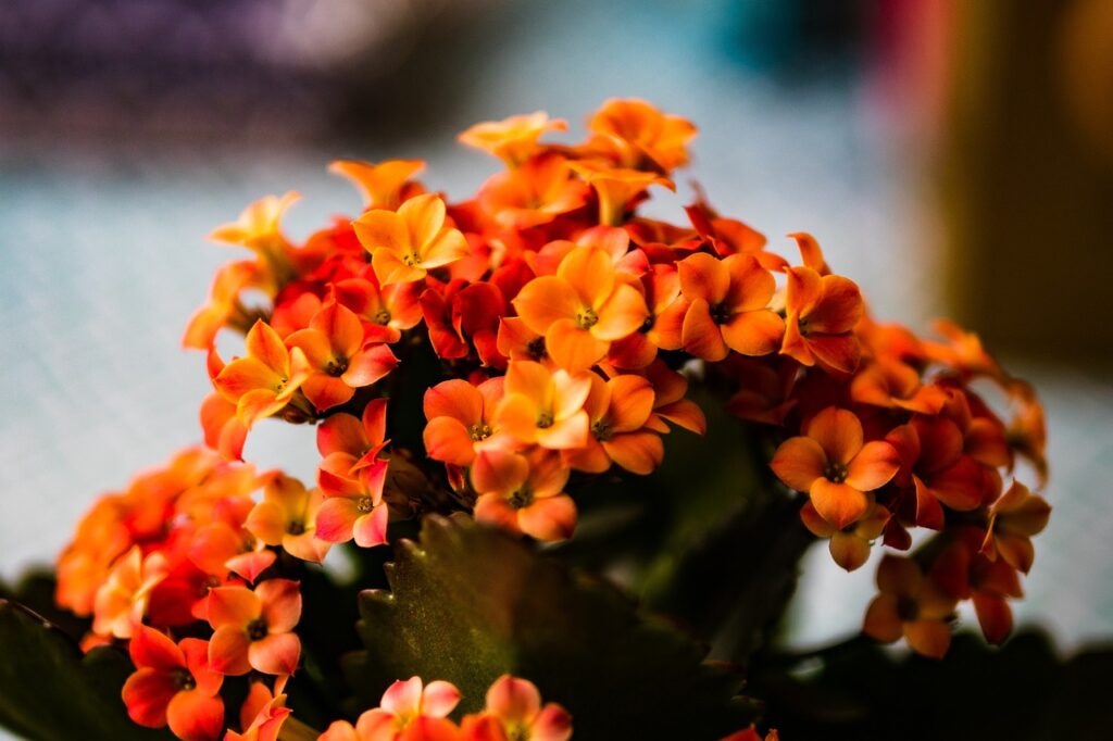 flor da fortuna, conhecida cientificamente como kalanchoe