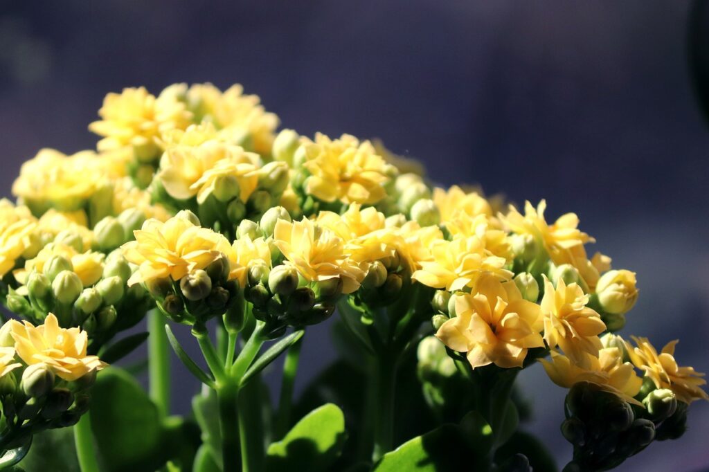 flor da fortuna, conhecida cientificamente como kalanchoe