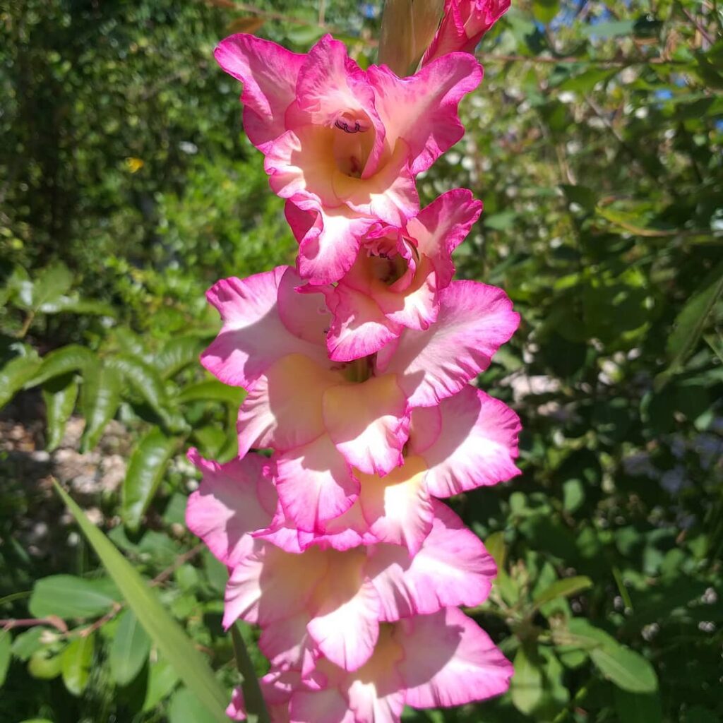  Gladiolos (gladiolus) 