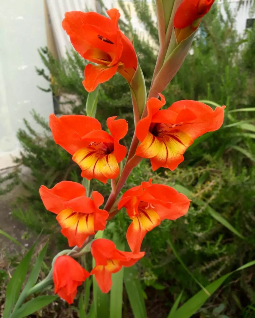  Gladiolos (gladiolus) 