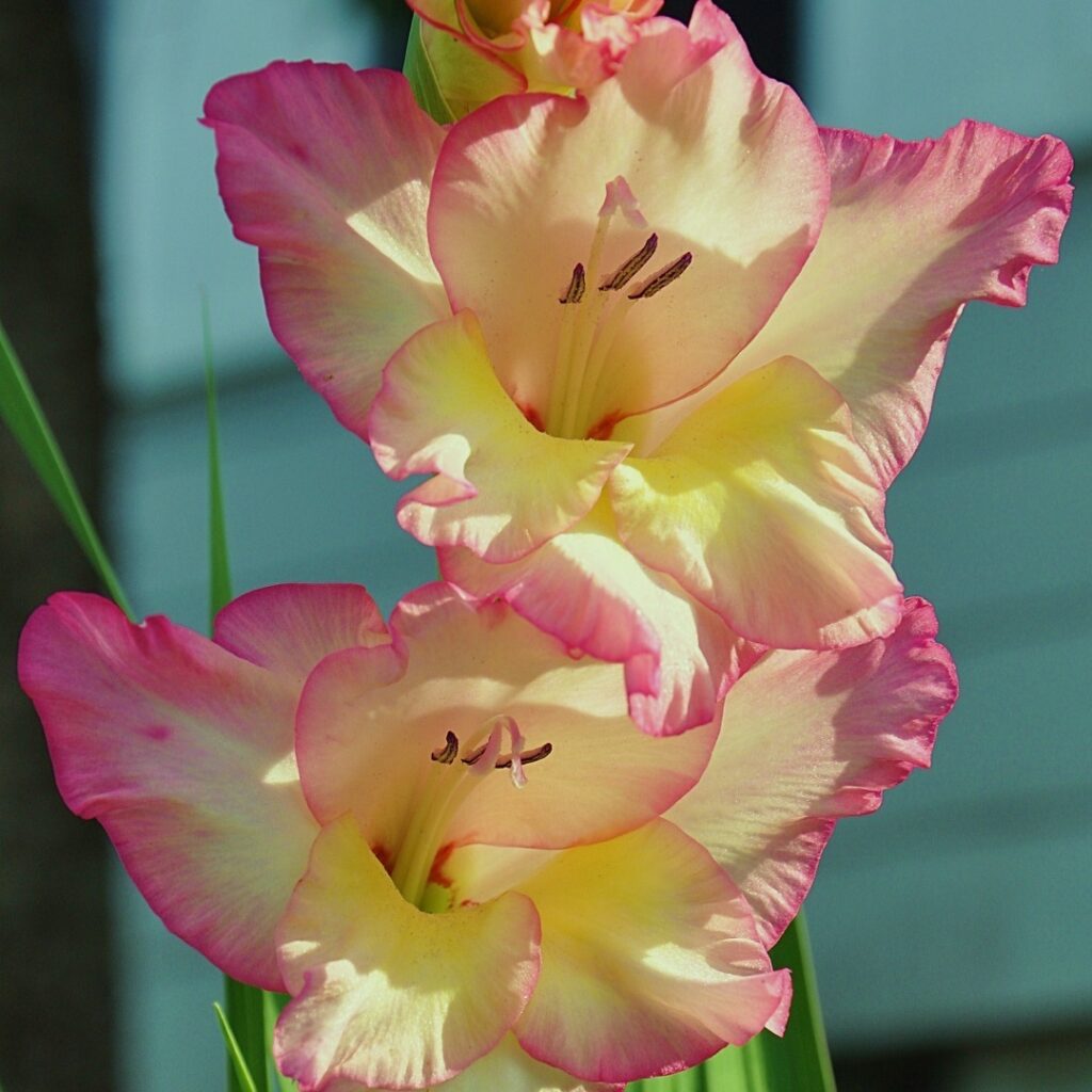  Gladiolos (gladiolus) 