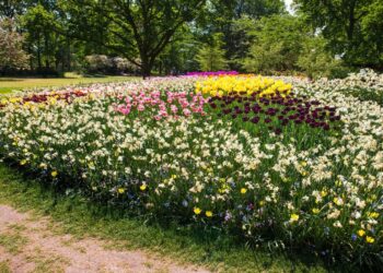 plantas flores