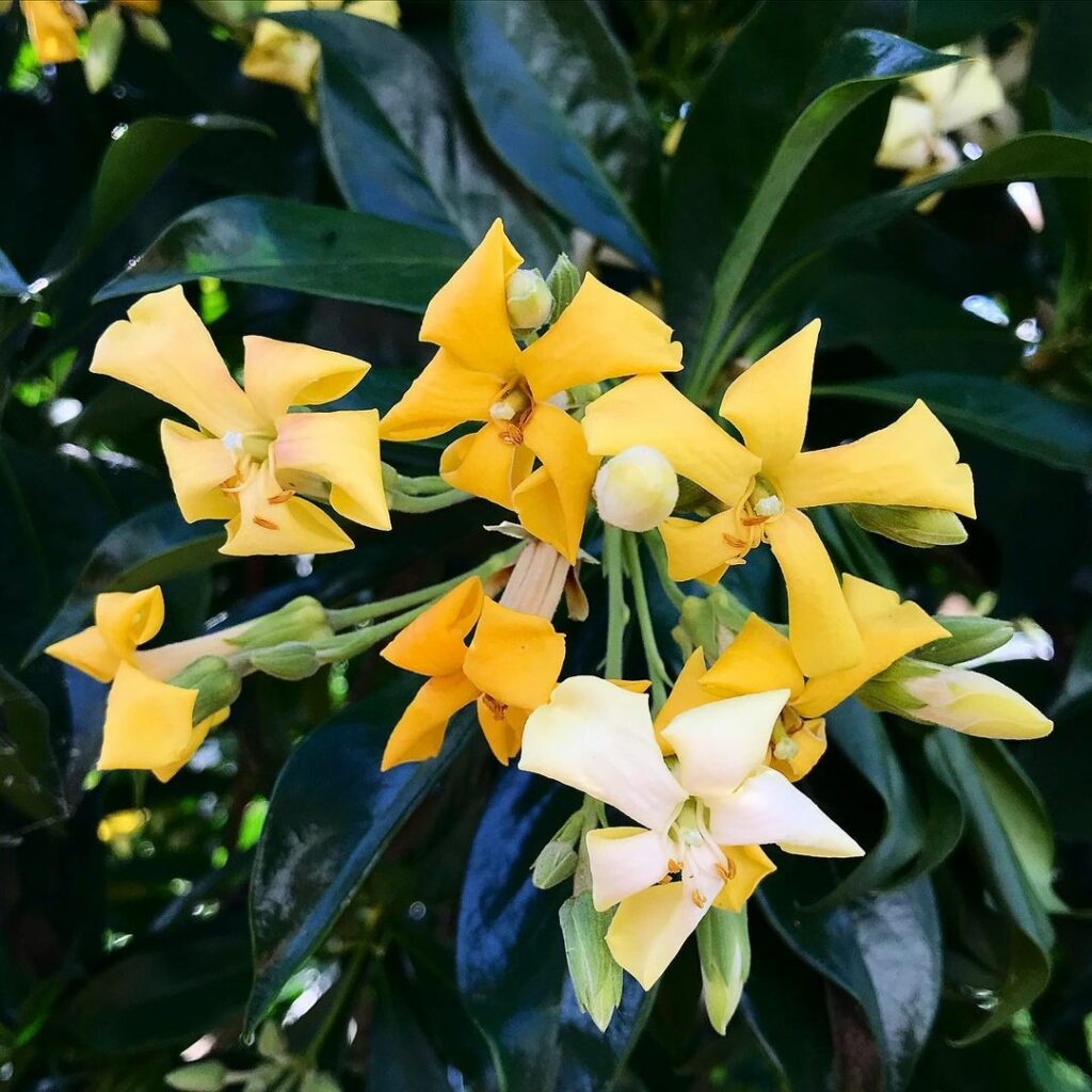 Manacá Australiano (Hymenosporum flavum)