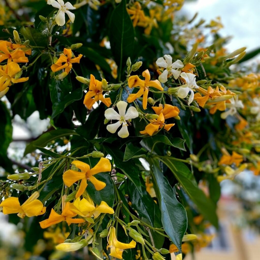 Manacá Australiano (Hymenosporum flavum)