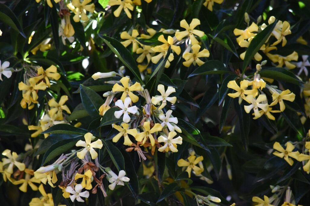 Manacá Australiano (Hymenosporum flavum)