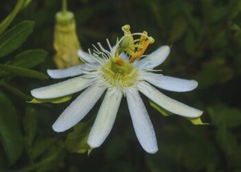 maracuja da praia