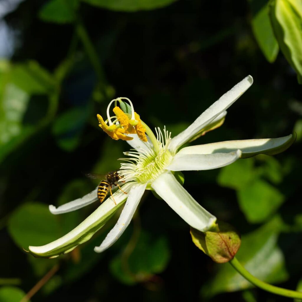 maracuja da praia 2