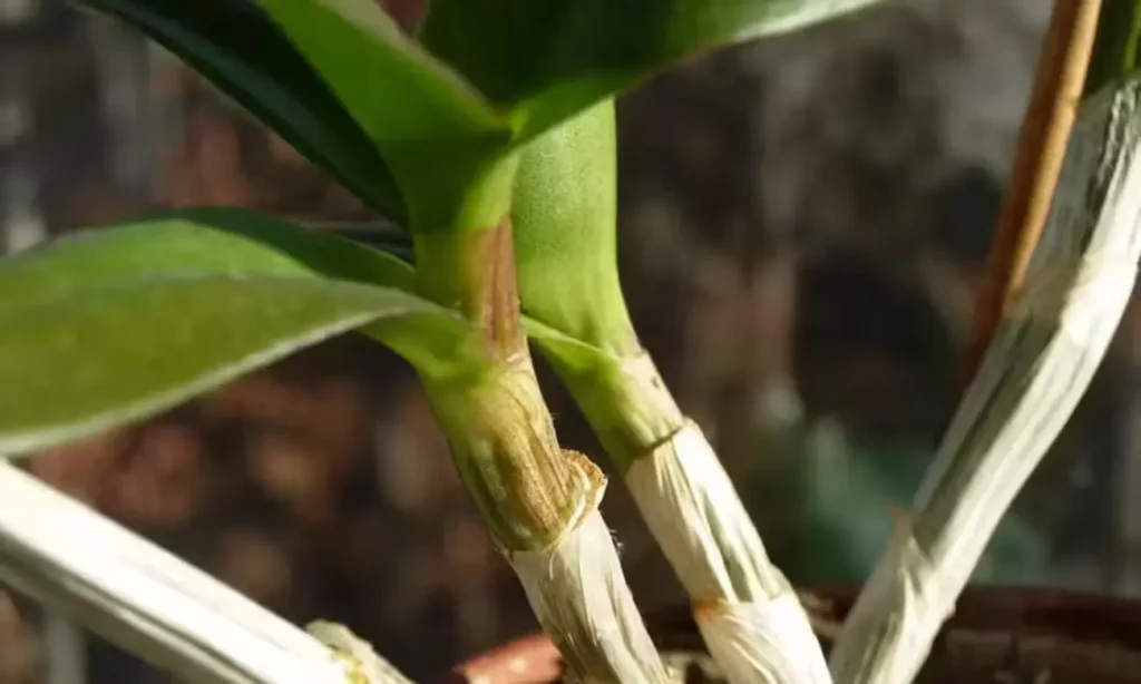 orquidea dormencia